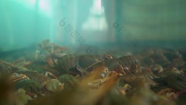生活小龙虾爬行水族馆拍摄特写镜头